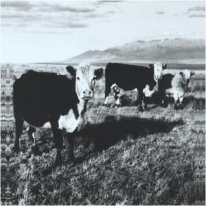 Kozelek, Mark - The Finally