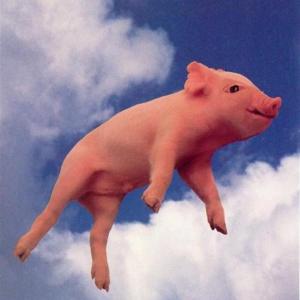 Didjits - Que Sirhan Sirhan