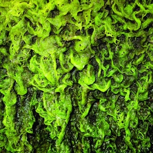 High Places - High Places Vs. Mankind