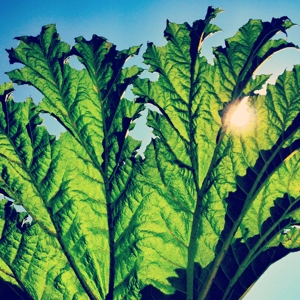 Pfarmers - Gunnera (green)