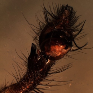 Helm & Decismus - We Will Meet At Other Human Parties