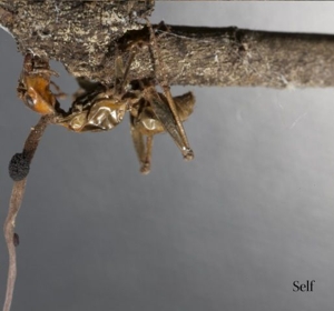 Terzij De Horde - Self