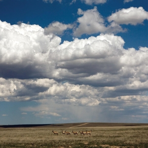 Fruit Bats, The - Tripper (deluxe)